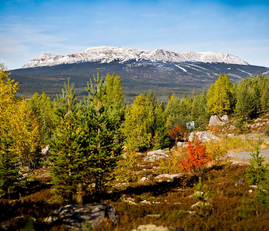 Høstfarget skog i forgrunn. Trysilfjellet med litt snø i bakgrunn.