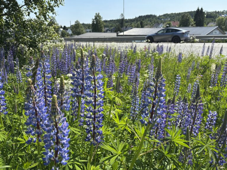 Lupiner ved FV2368 i Hunndalen. Foto: Erlend Gjølme / Innlandet Høyre