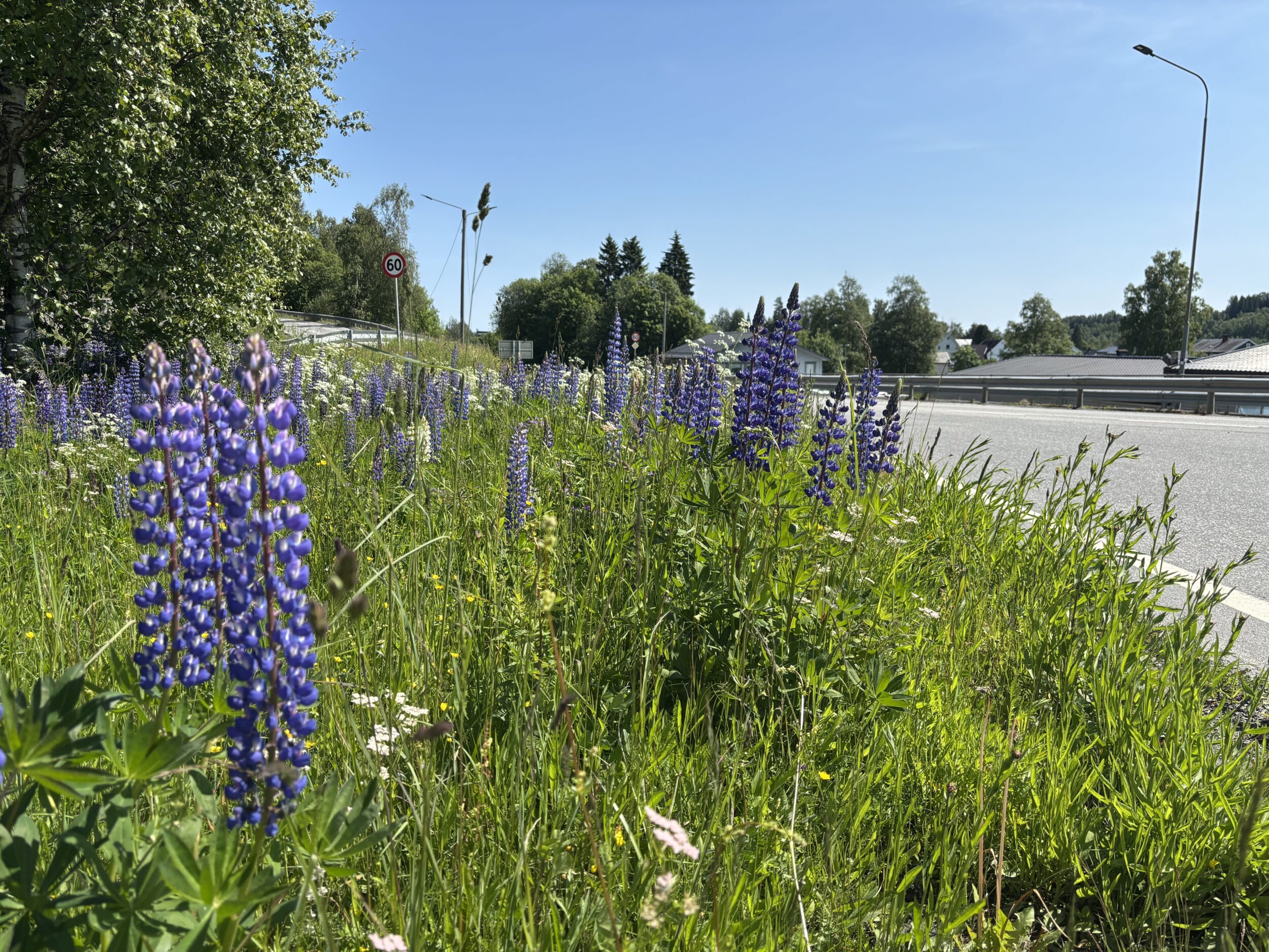 Lupiner ved FV2368 i Hunndalen. Foto: Erlend Gjølme / Innlandet Høyre